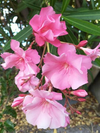 oleander branches pink flowers and Burgundy buds on a natural background. there is a copy space for the text. postcard, poster, cover, addressの写真素材