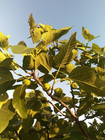 Fig tree branches in the sun, the underside of the leaves, sunlight and shade, ripening Fig berries...