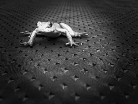 Frog crouched to jump on tableclothの素材