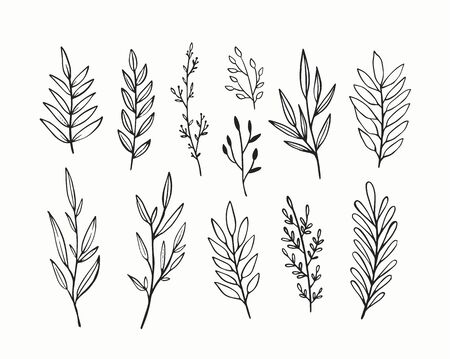 Hand drawn vintage botanical  collection.のイラスト素材