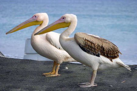 Two pelicans.の写真素材