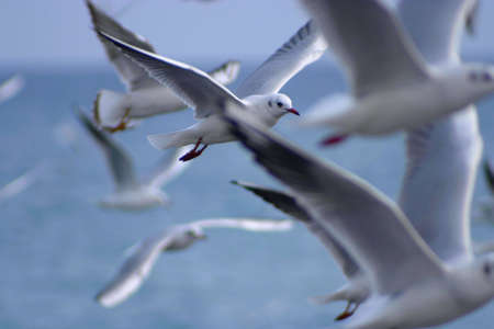 Group of seagull flying.の写真素材