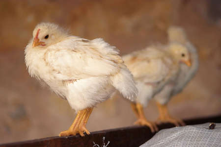 Chicksの写真素材