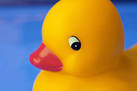 Close-up of toy duckの写真素材