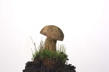 mushroomの写真素材