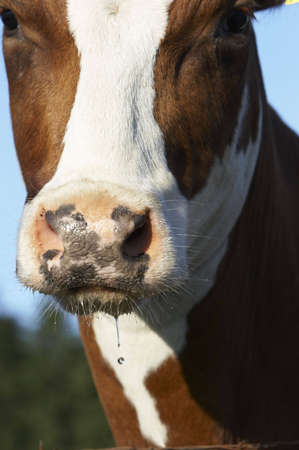 Farmland.の写真素材