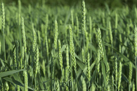 Wheat field