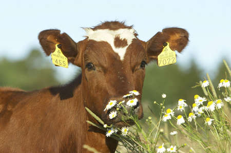 Sunny morning farmland.の写真素材
