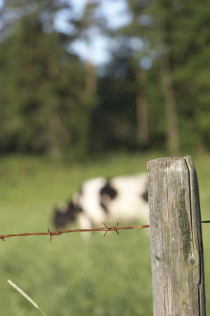 Sunny morning farmland.の写真素材