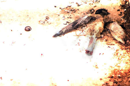 Dead Bird found on balcony.の写真素材