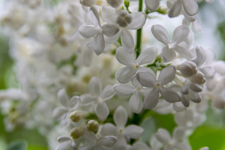 Blooming lilac bush in city park. White syringa in spring.の写真素材