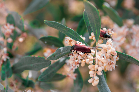 pair of beetles on ligustrum flowers on a sunny day