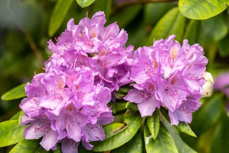 beautiful flower on a flowering bush - rhododendron hybrid cataubienes grandiflorum.の写真素材