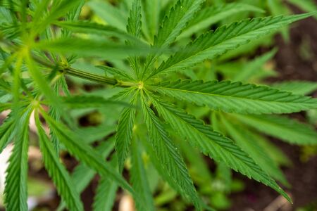 young hemp bushes, cannabis bushes, medical dragsの写真素材