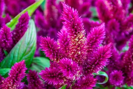 beautiful blooming blood amaranth. flowers in bloom close-up.の写真素材
