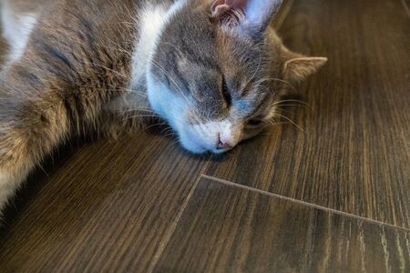 Gray domestic cat laying relaxed on wooden floor indoors.の写真素材