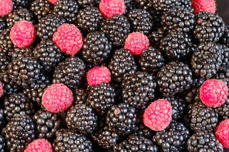 Ripe and fresh blackberry and raspberries, sweet red raspberries over blackberry, berries food macro...