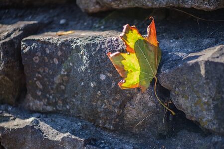 Dry lonely yellow maple leaf stuck in a stone wall.の写真素材