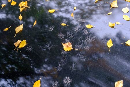 The roof of the black car is strewn with fallen yellow leaves. Autumn begins.の写真素材