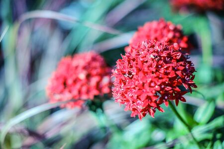 A Centranthus ruber, red flowers of valerian on a branch in spring.