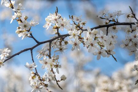 Beautiful blooming apple tree. Spring flowering of trees in sunbeams, selective focusの写真素材