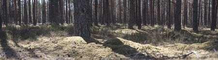 Panorama of Forest with long shadows in the rays of the day sun in summer. Summertime in the...