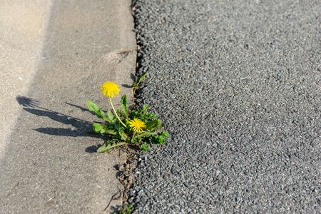 Yellow dandelion made its way through the asphalt. Nature in a city.の写真素材