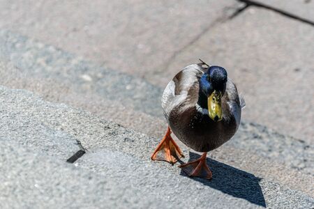 Wild duck walks on a stone staircase. Wildlife in the city.の写真素材