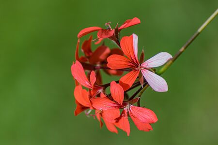 Red geranium flowers in summer garden on a blurred green background. Blooming pelargoniums.