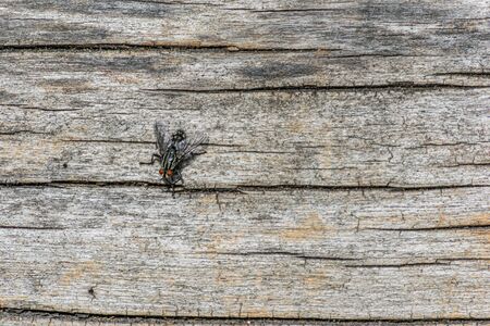 Close up wild fly on the table. Beautiful fly on wooden background.の写真素材
