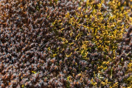 Close-up of brown and green lichen on the edge of the forest. Macro moss.の写真素材