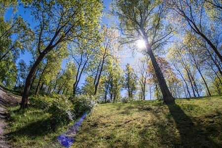 bright sunlight in forest edge in spring morning, high green trees, long shadows.の写真素材