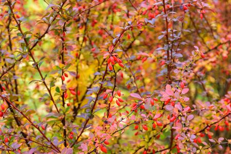 Fall scene with bright red leaves and berries. Autumn landscape