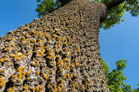 Close-up of green moss on a tree trunk. Tree trunk in perspective. Bark texture.