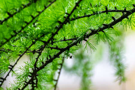 Close-up of green larch tree branch, beautiful spring nature background. Selective focus.の写真素材
