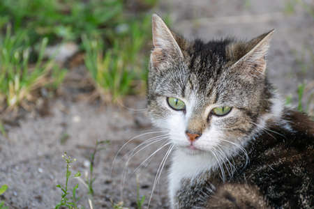 A portrait of a gray and white cat lies in the ground. Beautiful cat in nature.