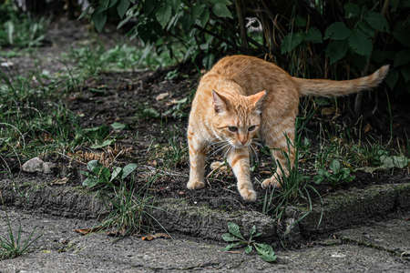 A beautiful ginger street cat prepares to jump. animal going hunting.の写真素材