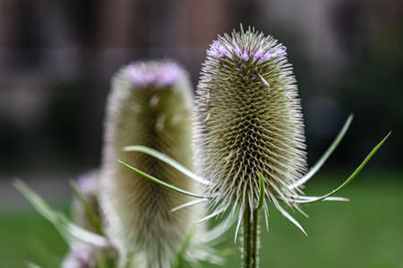 Close up of Teasel in bloom in summer, nature. thistle prickly, weed plant.の写真素材