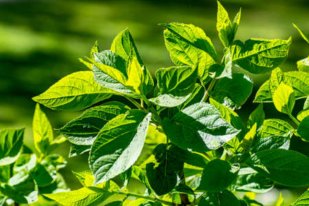 Large green leaves in the backlight. Beautiful texture of the leaves in the light.