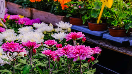 garden chrysanthemums in a flower market. Decorative flowers in a greenhouse