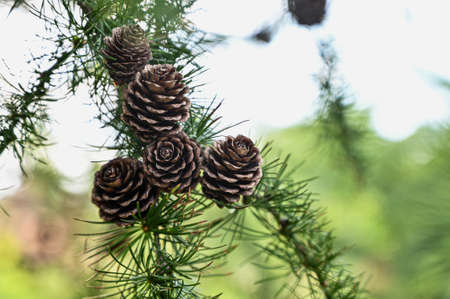 Pine branch with cones in the summer against the blue sky. Cones larix decidua mill.の写真素材