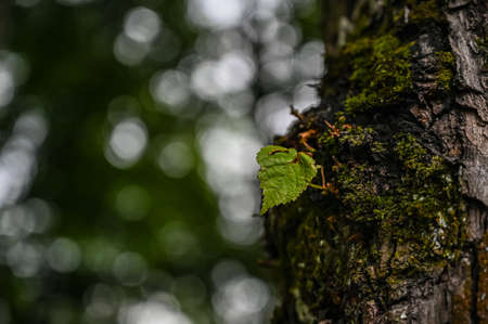 Lonely green leaf on the trunk of an old tree close-up. tree bark texture.の写真素材