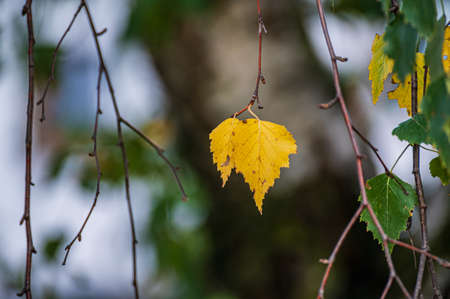 A pair of yellow birch leaves on a blurred background. Beautiful autumn colors of leaves. happy autumnの写真素材