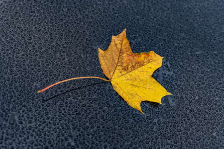 A fallen yellow-brown leaf lies on the hood covered with small drops of water.