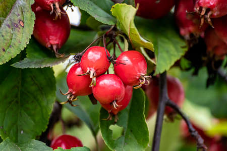 Close-up of ripe red rose hips hanging on a branch in autumn.