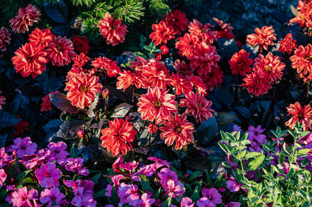 Beautiful floral pattern background of autumn zinnia. Flowers in bloom.の写真素材