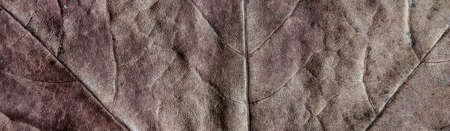 leaf surface close-up. panoramic view of a dry maple leaf with a beautiful texture. leaf surface...