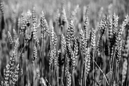 Close-up of ears of wheat in the field in summer, black and white.