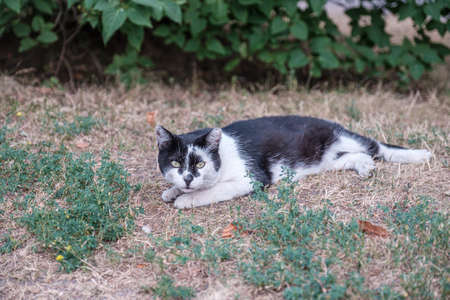 Alert spotted cat lies on withered yellow grass under a tree.の写真素材