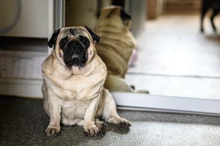 a cute fat cute pug sits on the floor and makes a sad face against the background of reflection in the mirror.の写真素材
